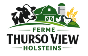 Ferme Thurso View Holsteins